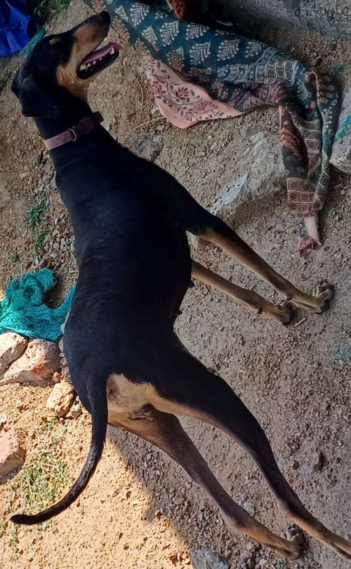 Kanni dog