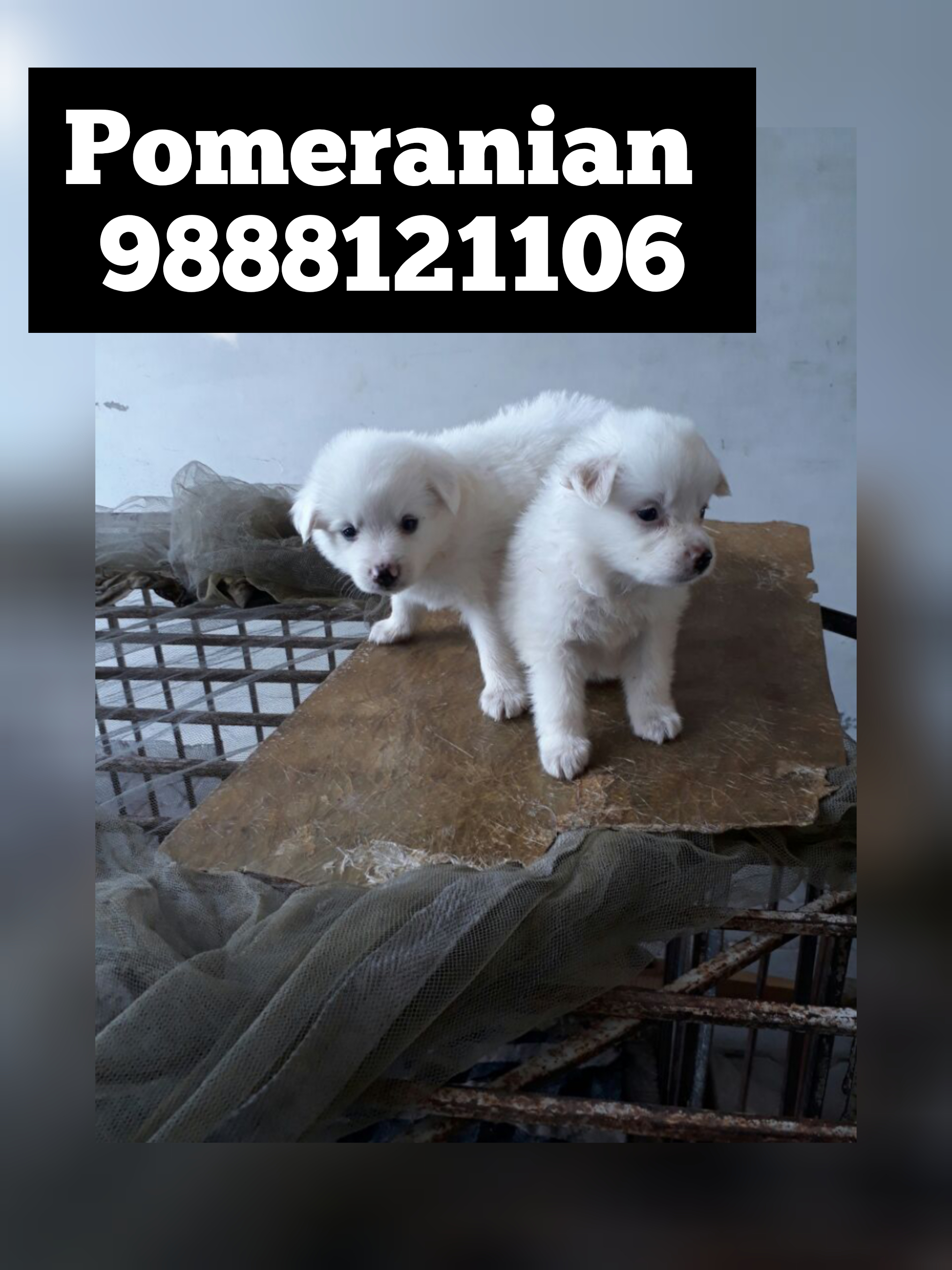 Pomeranian puppy buy near me call 9888121106
