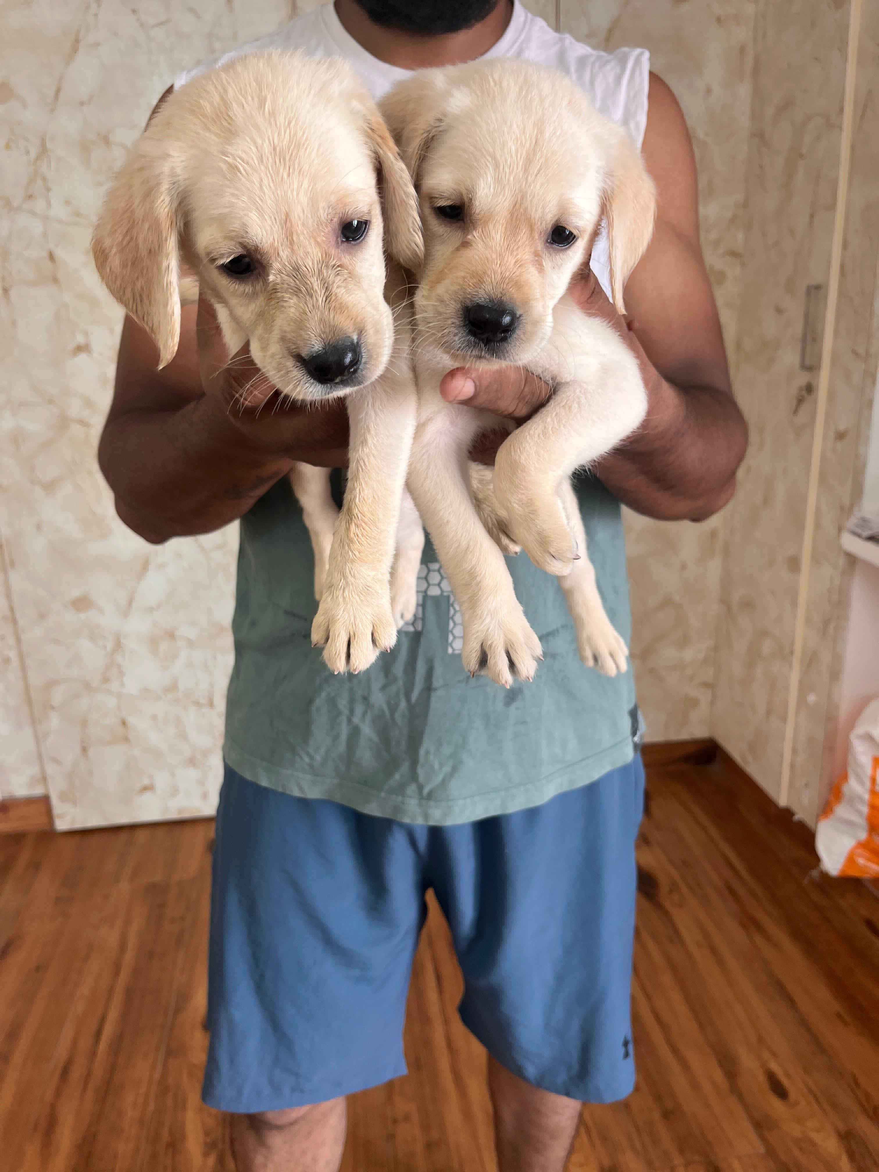 labrador puppies