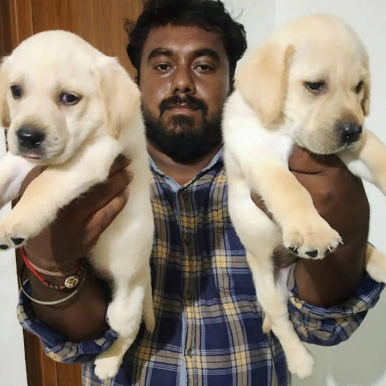 Dogs shop Labrador puppy