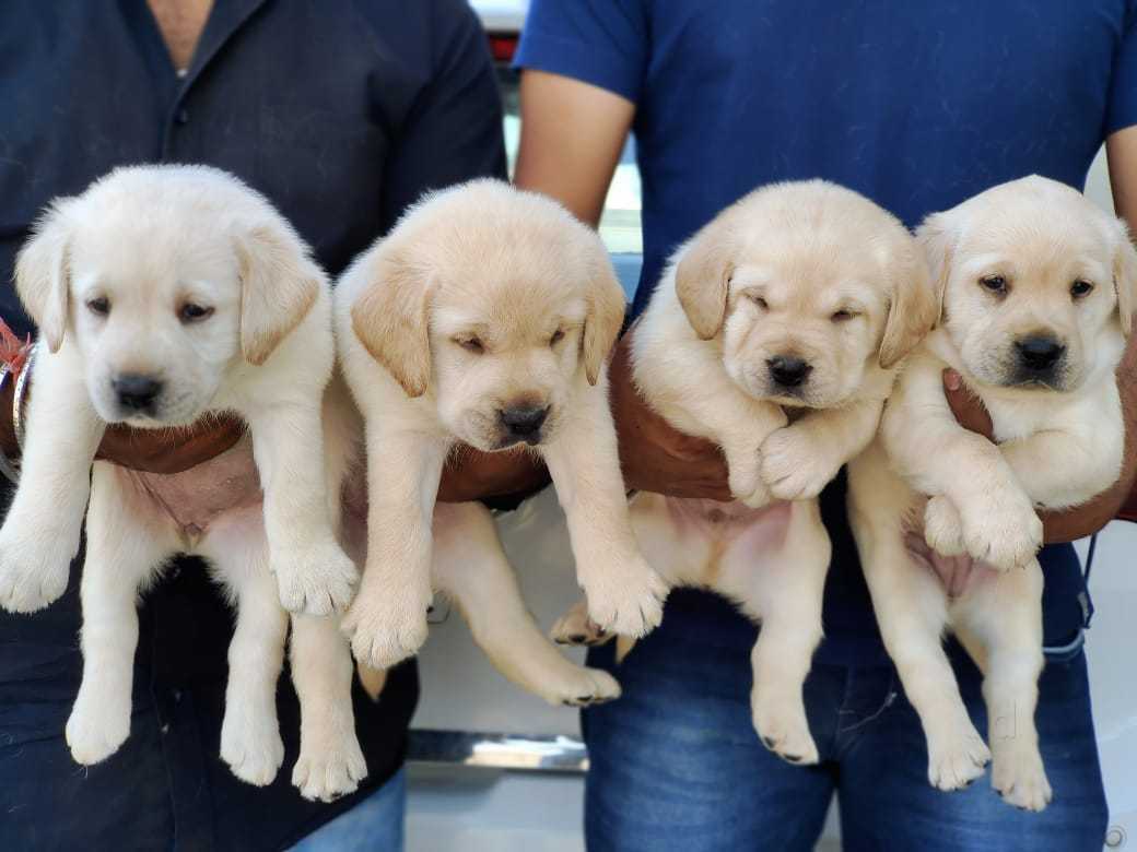 Dog baby selling