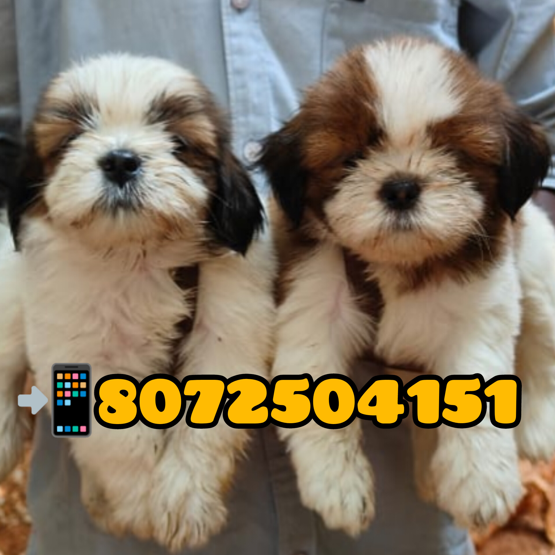 SHOW QUALITY SHIHTZU PUPPIES FOR SALE