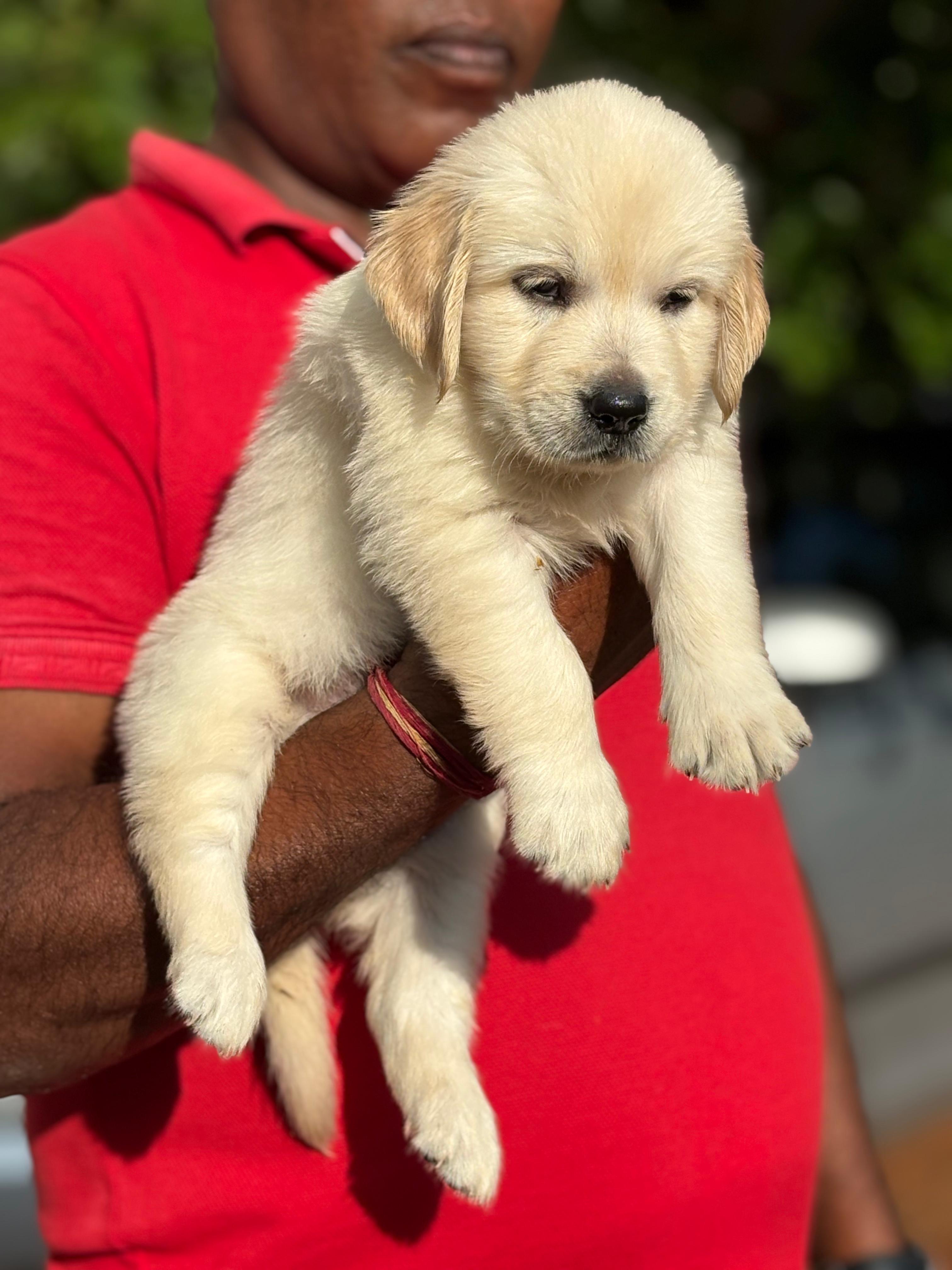 Golden retriever