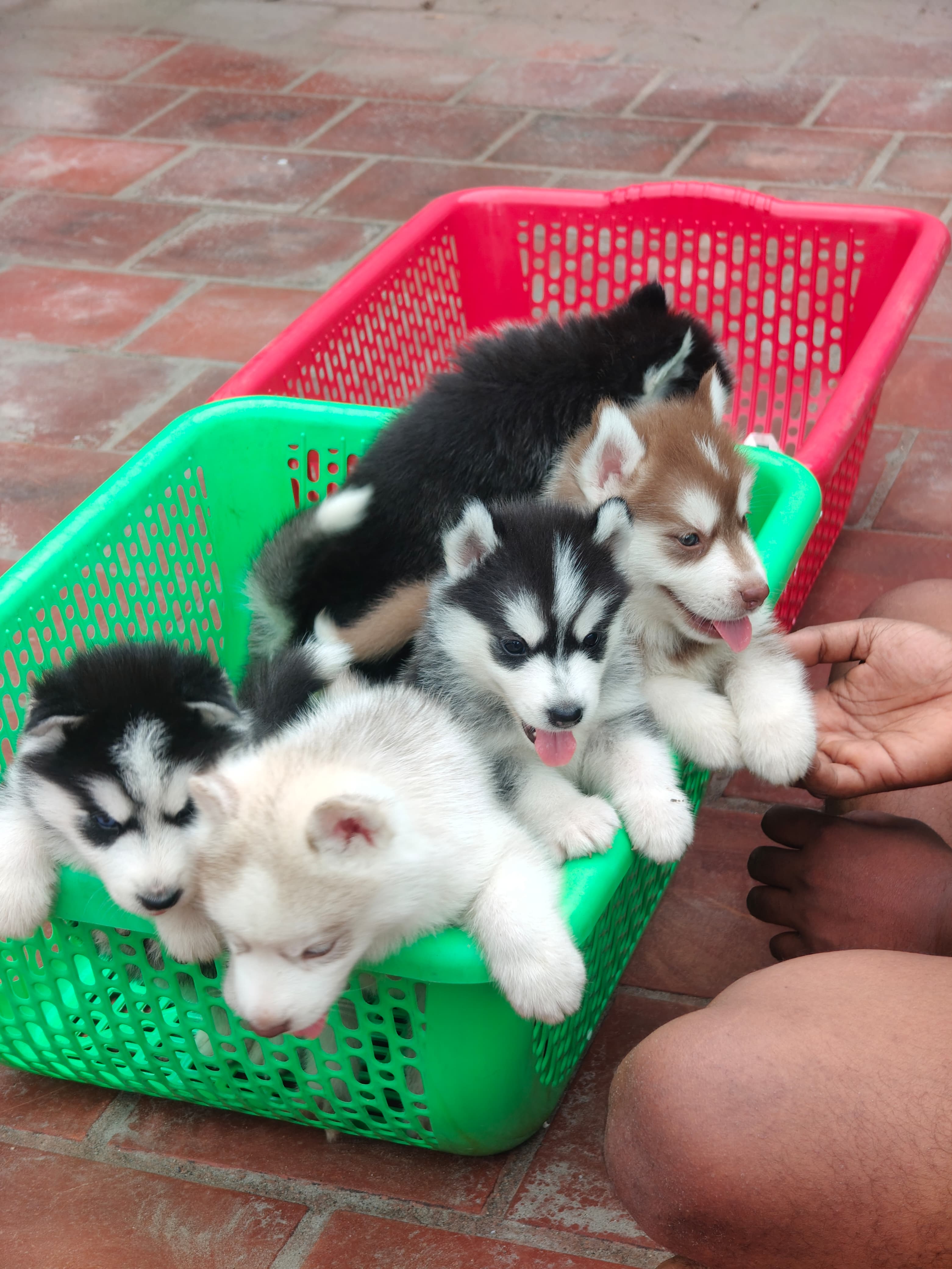 Husky
