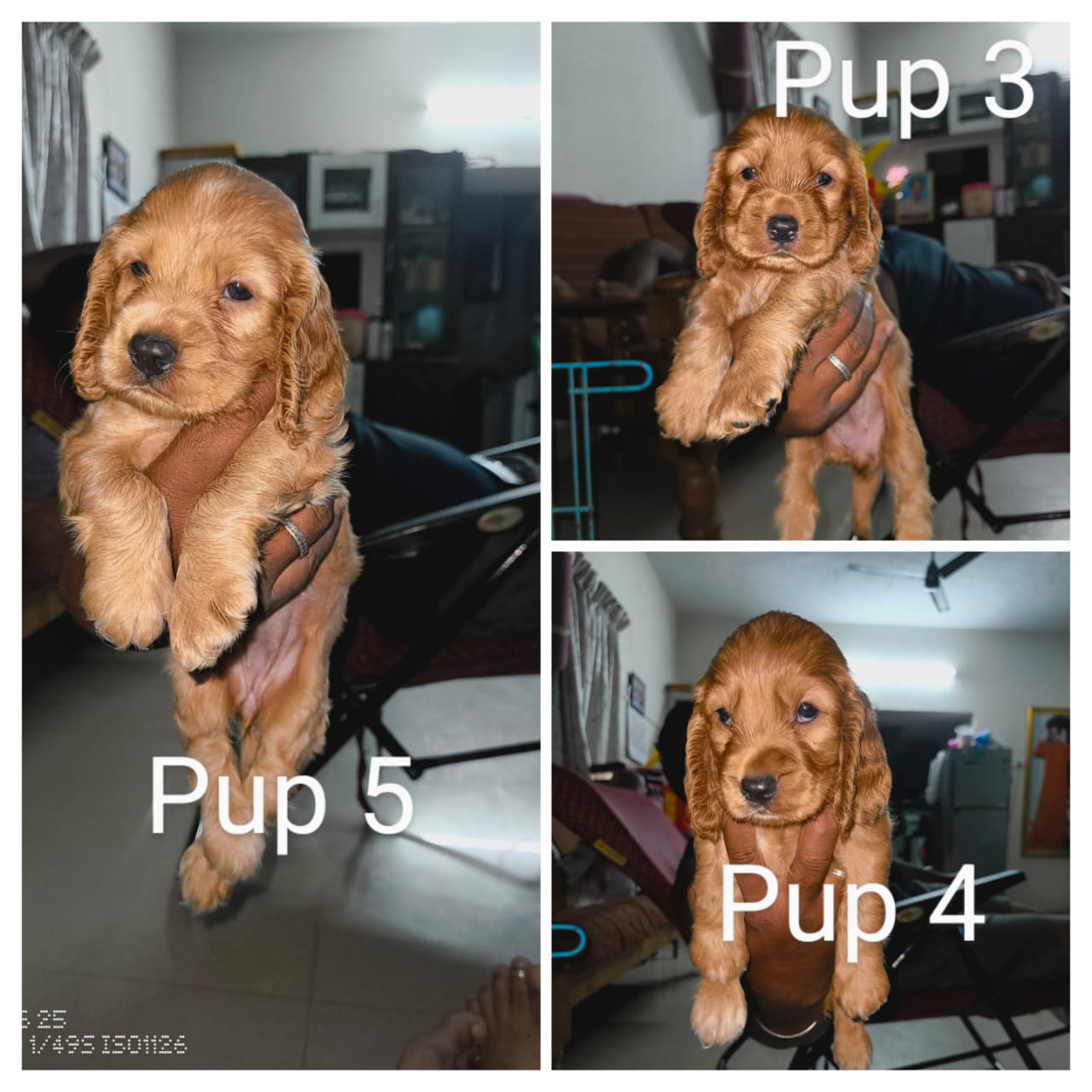 Cocker spaniel