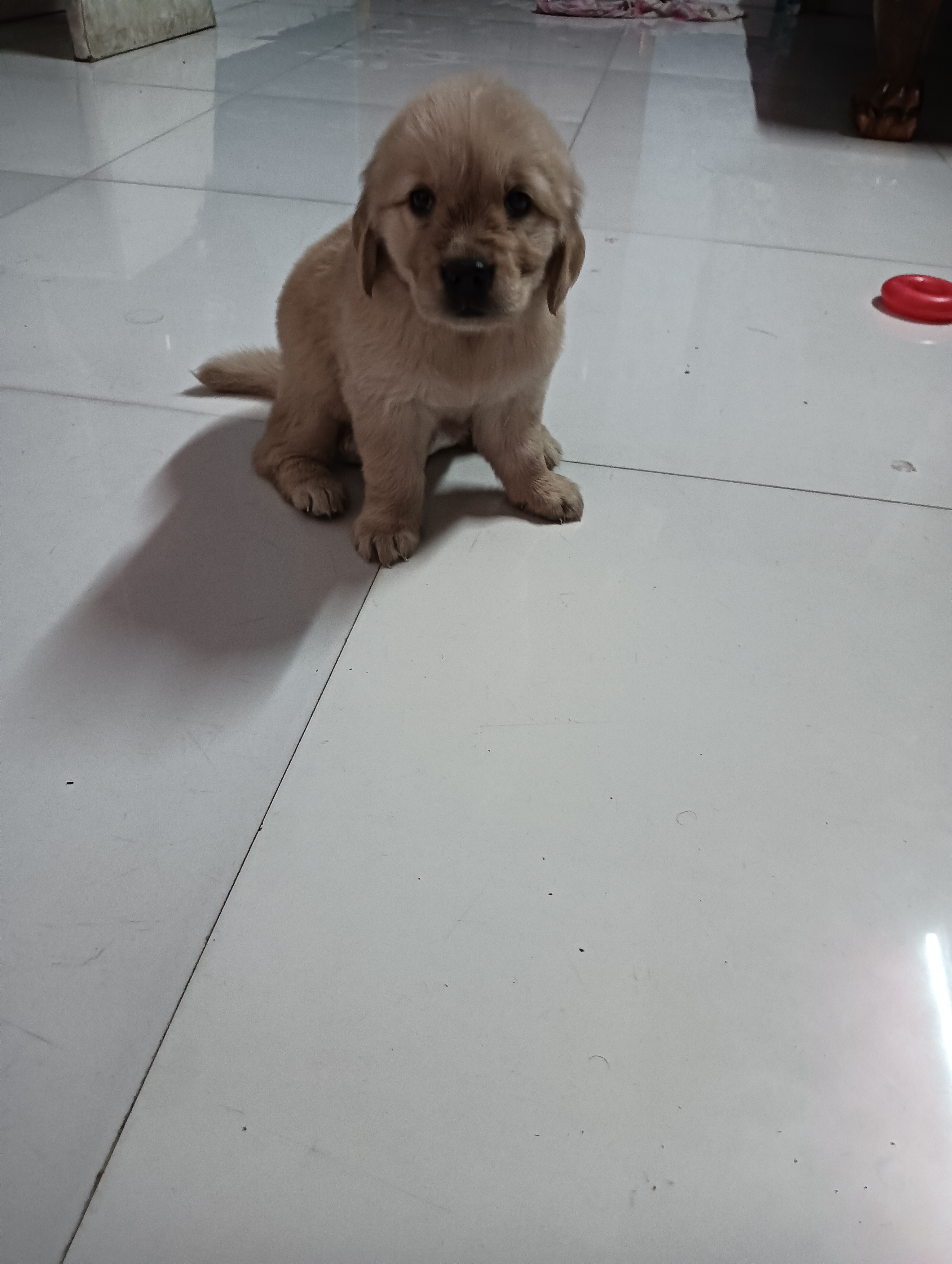 Dog for sale