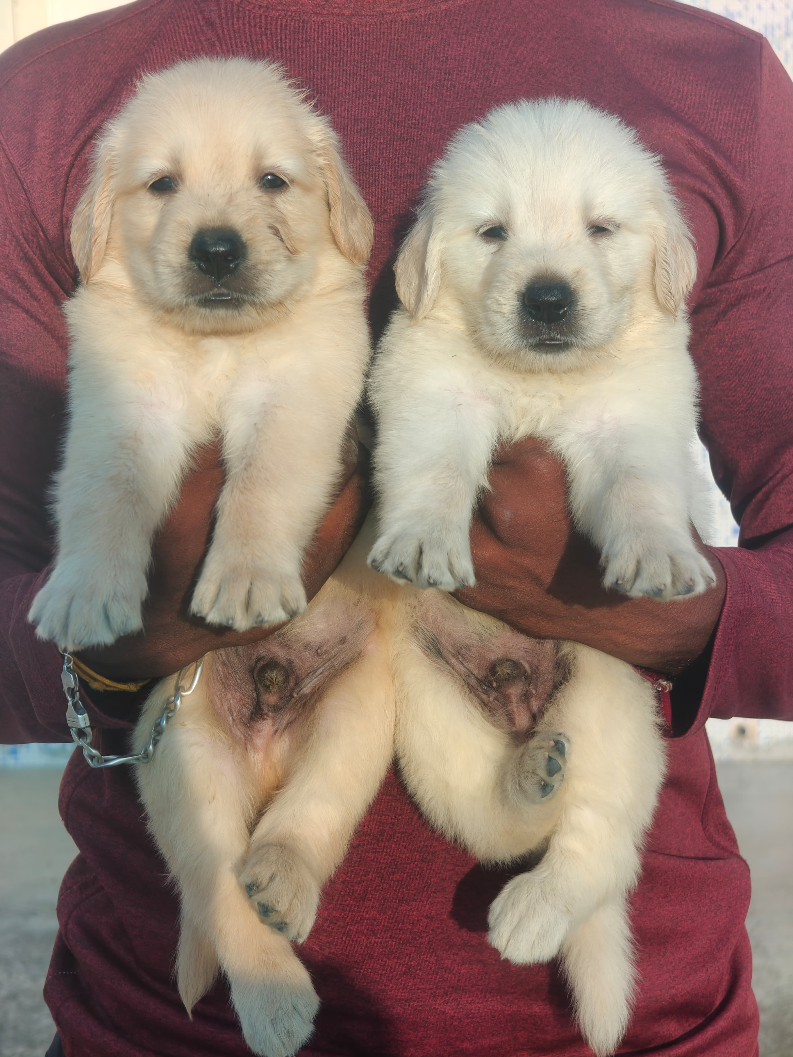 Golden retriever