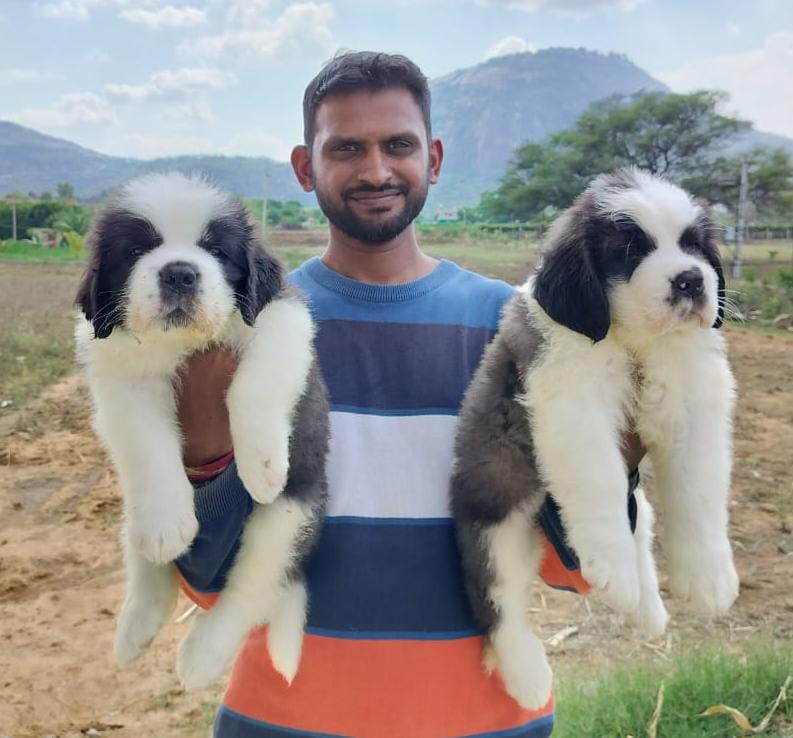 Saint Bernard