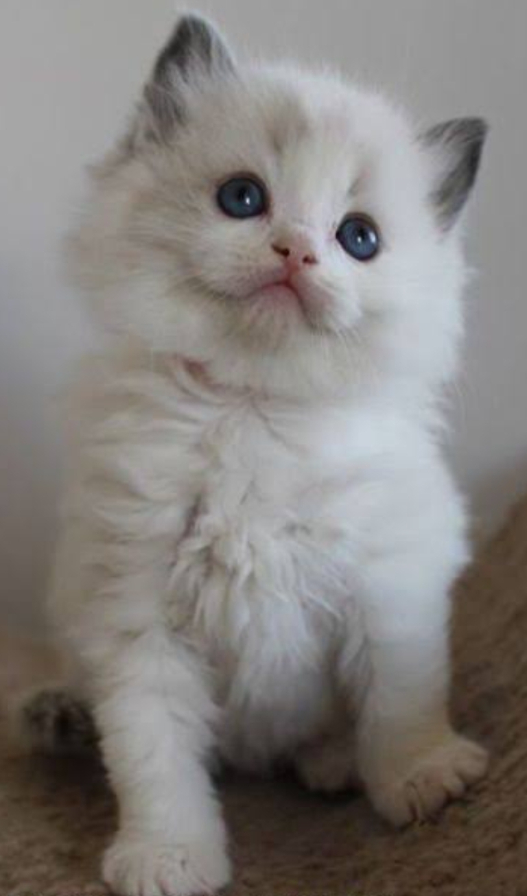 Cats Persian