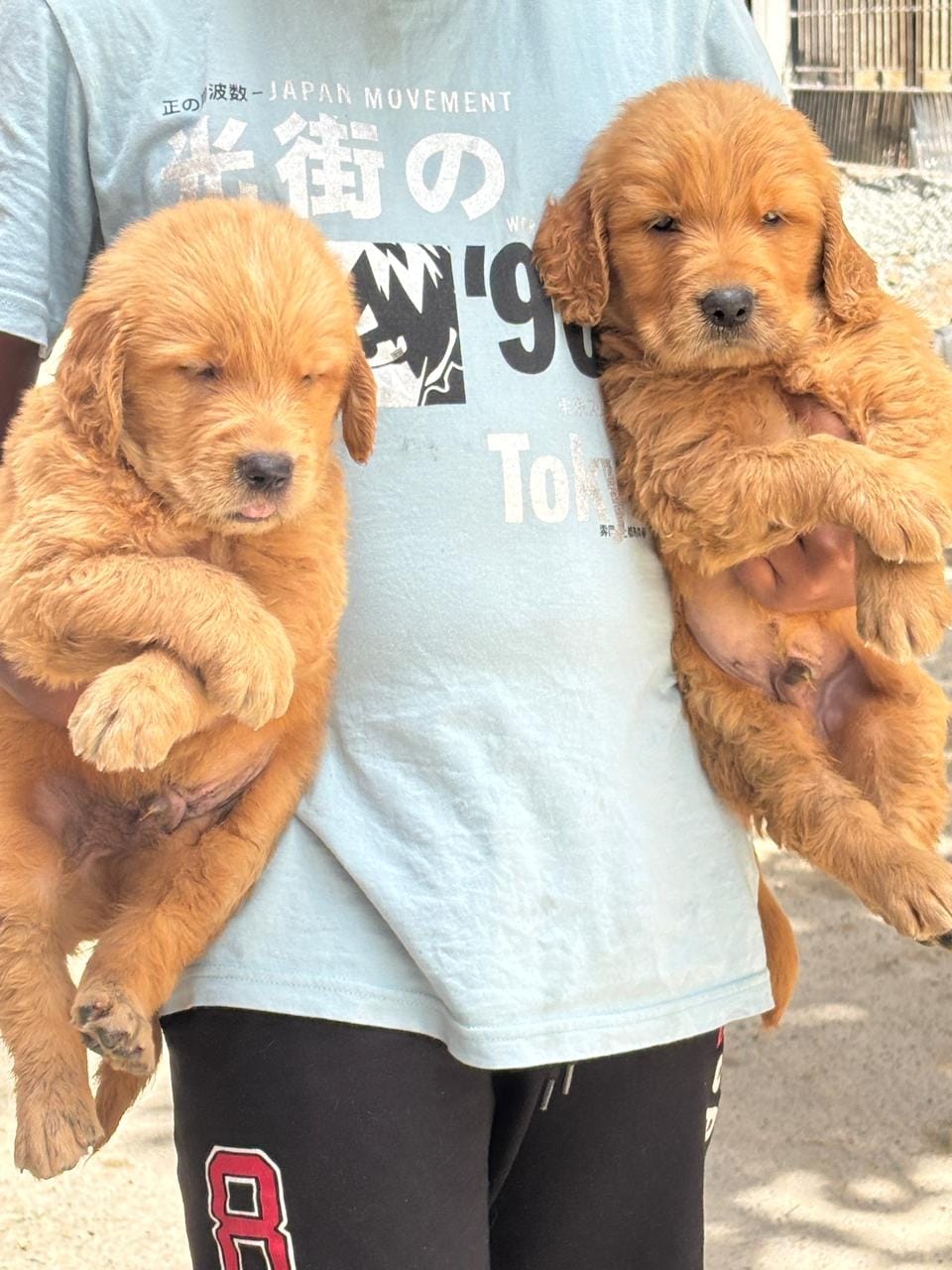 GOLDEN RETRIEVER MALE AND FEMALE PUPPIES AVAILABLE