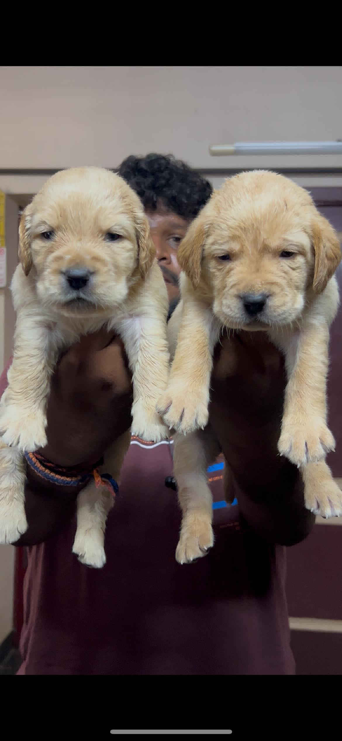 Quality lab puppy