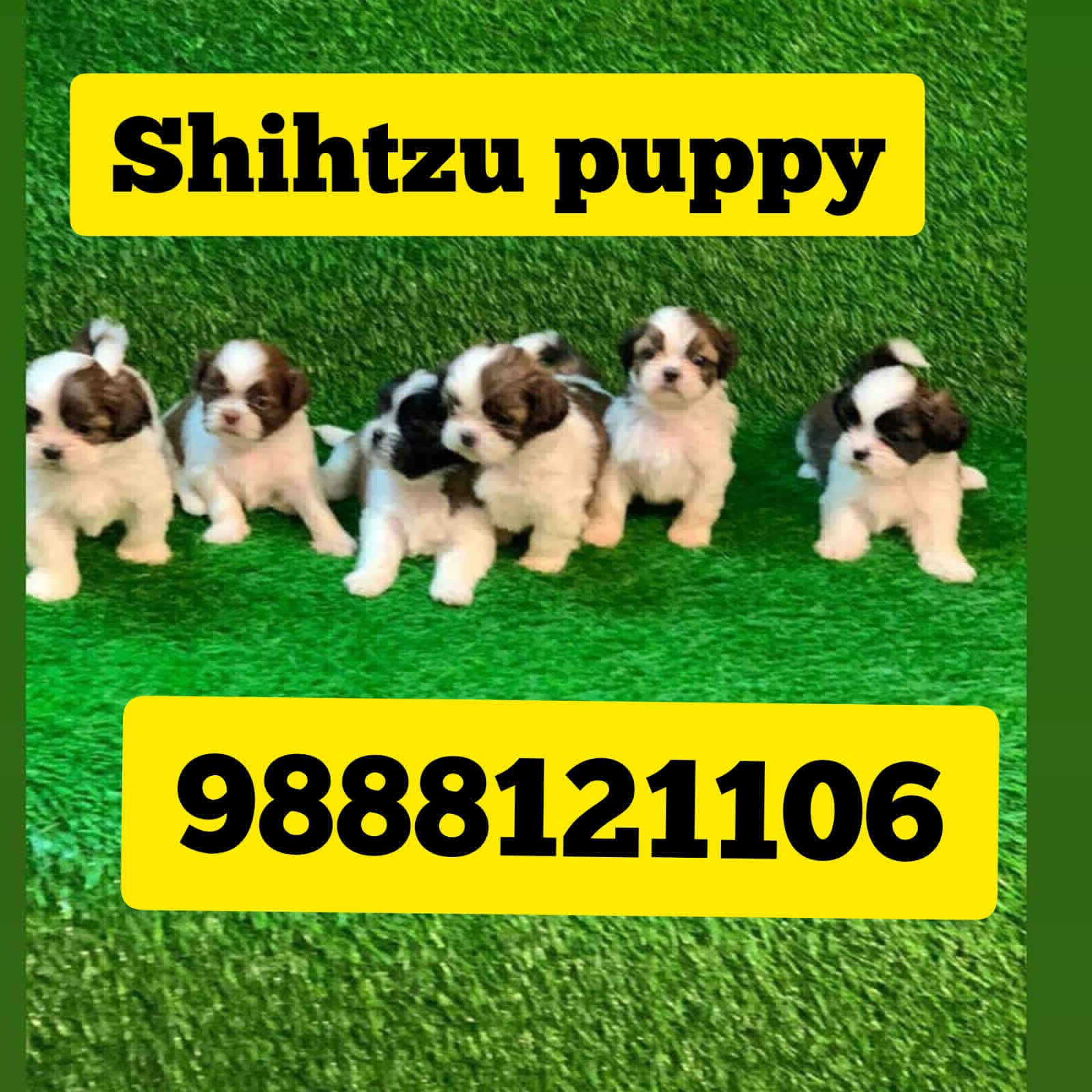 shihtzu puppy