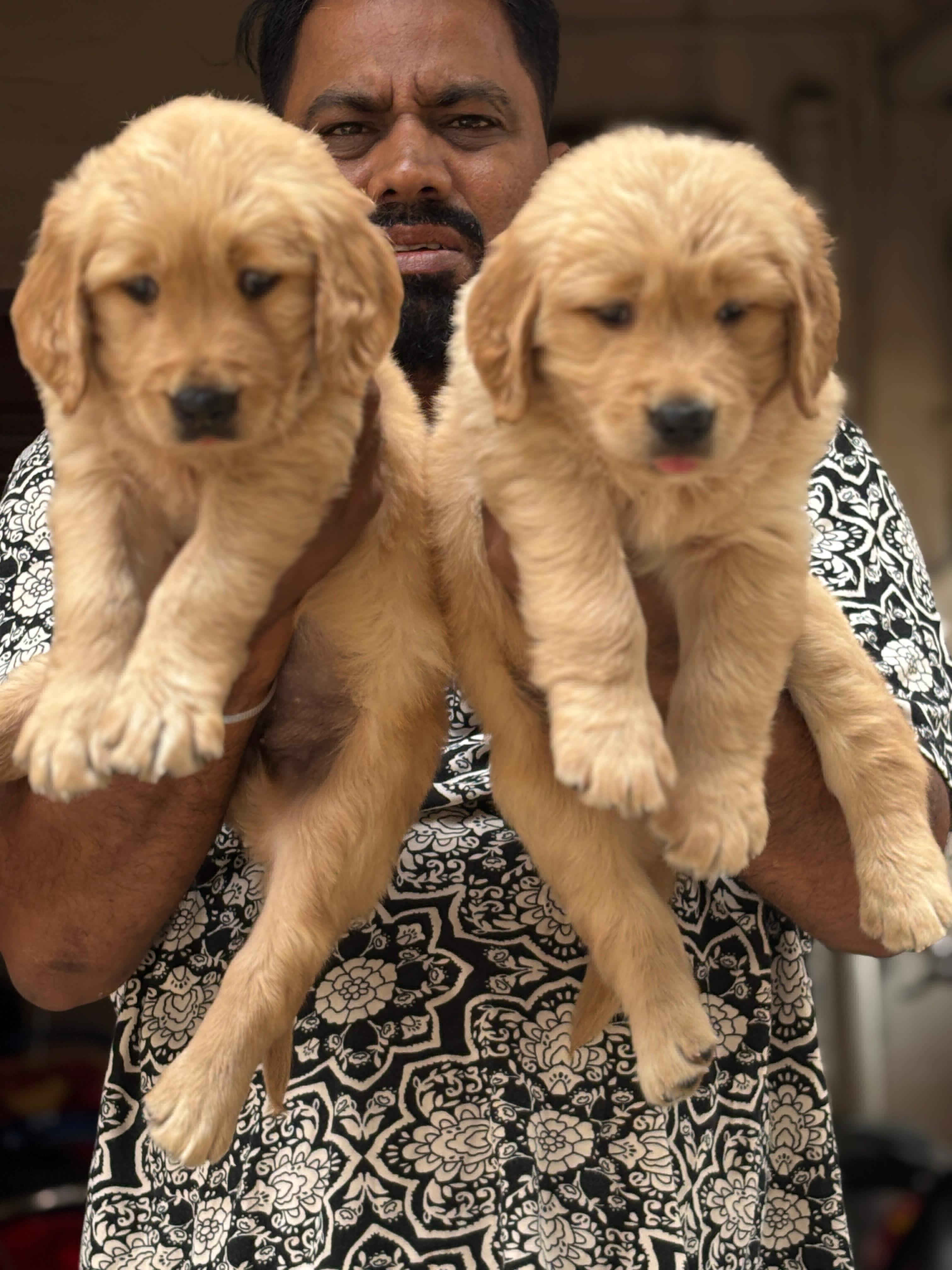 Golden Retriever