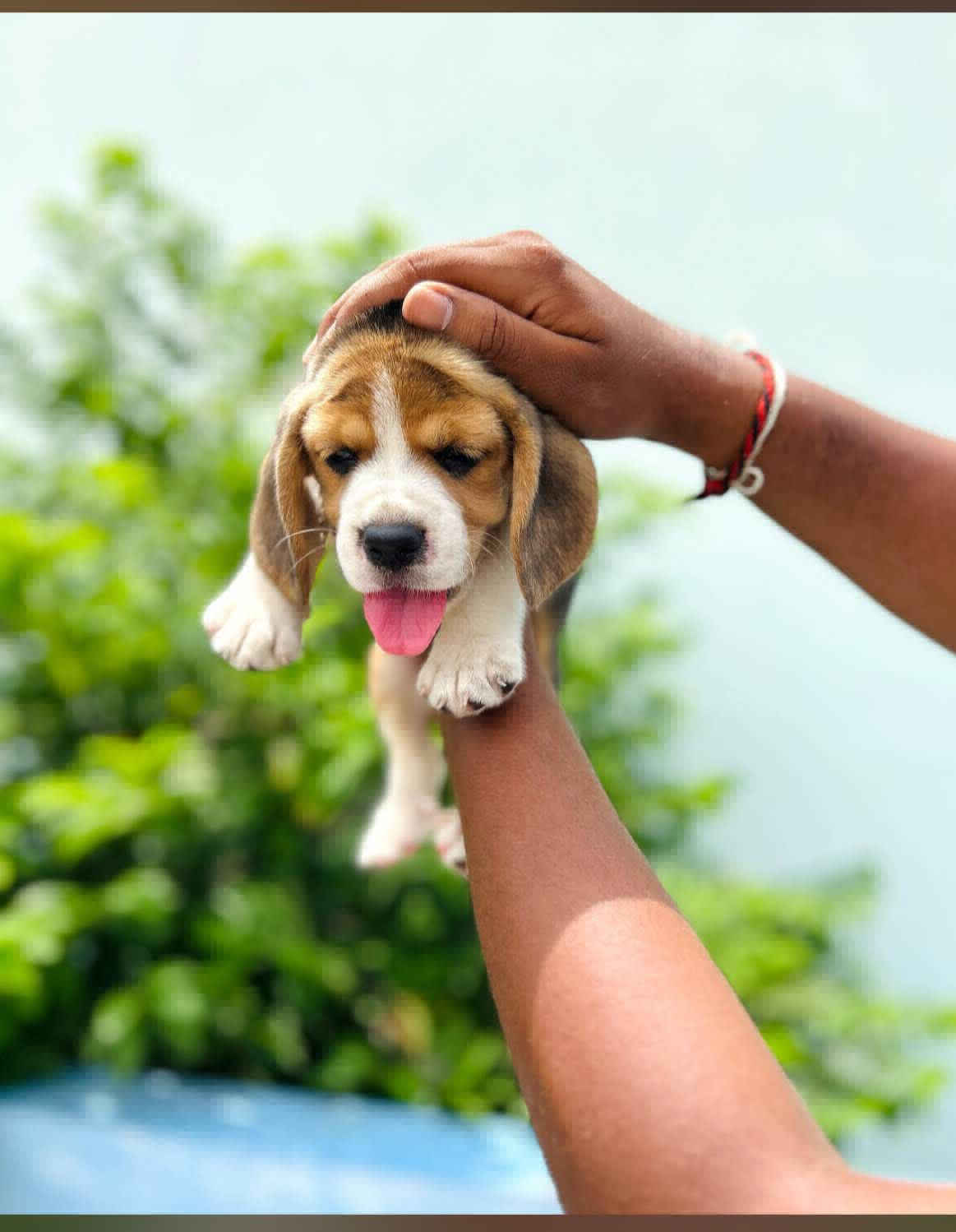 Begale puppy