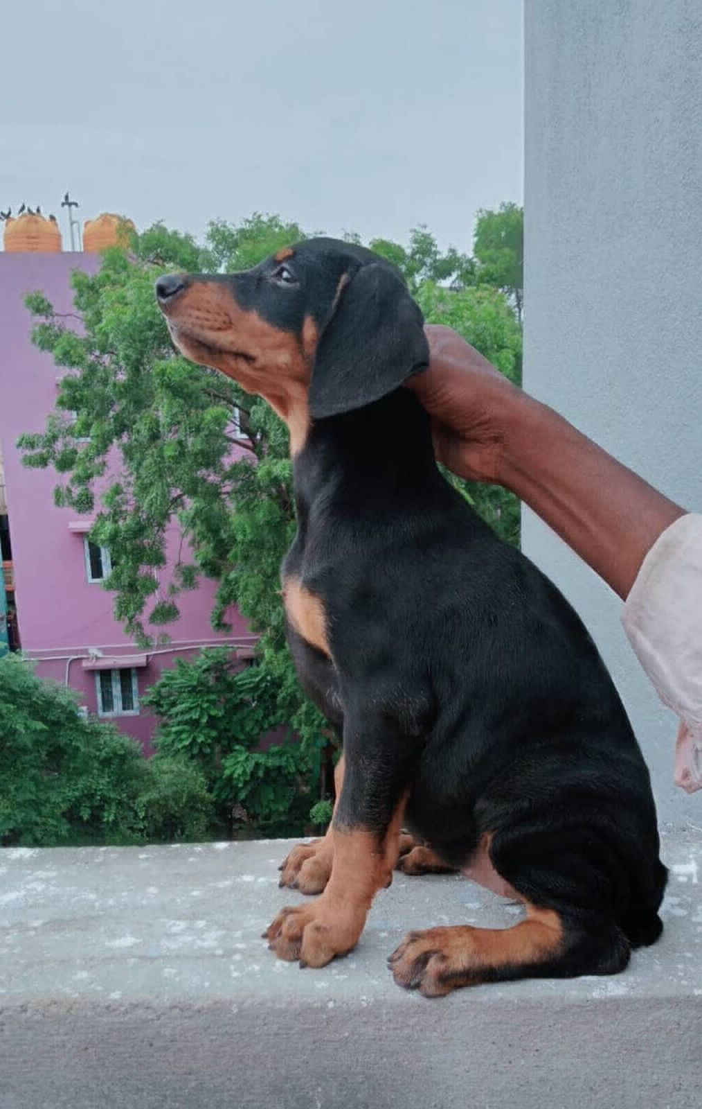 Doberman puppy