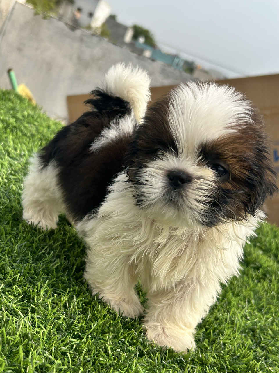 SHIZTHU BREED