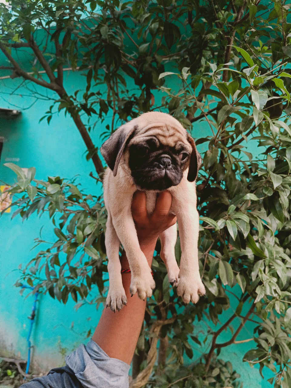pug quality