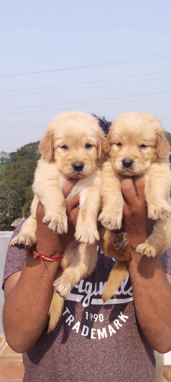Golden retriever