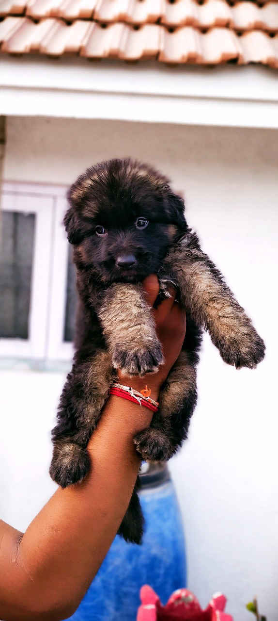 German shepherd