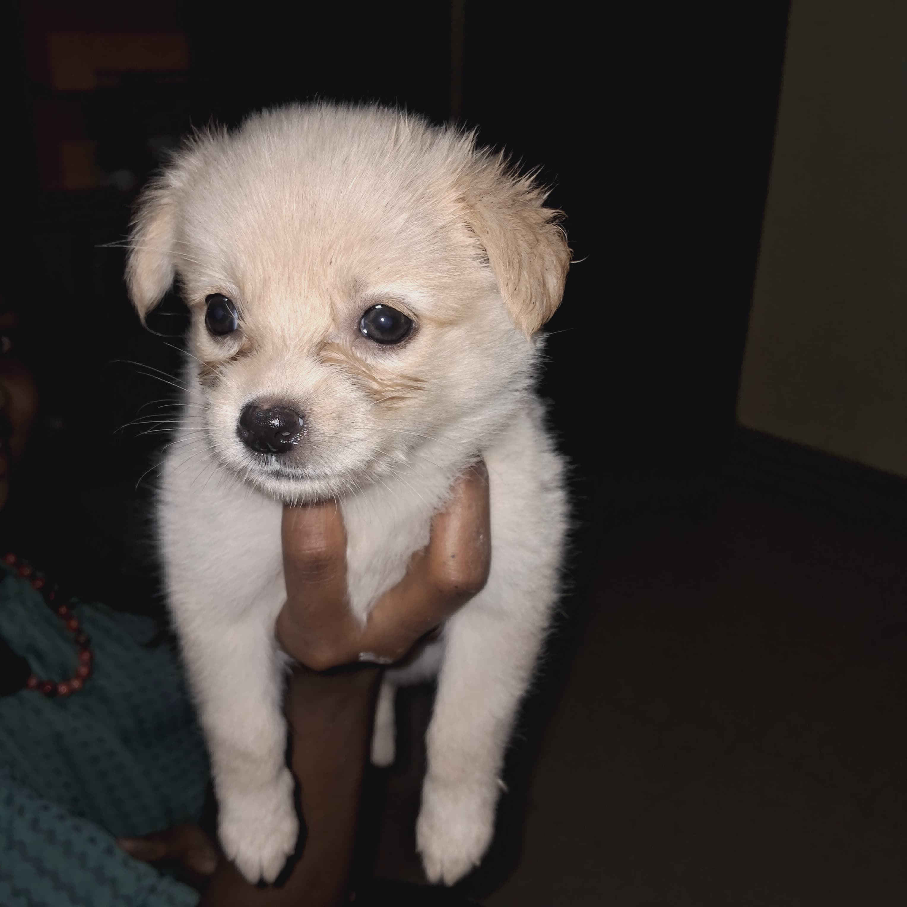 dog