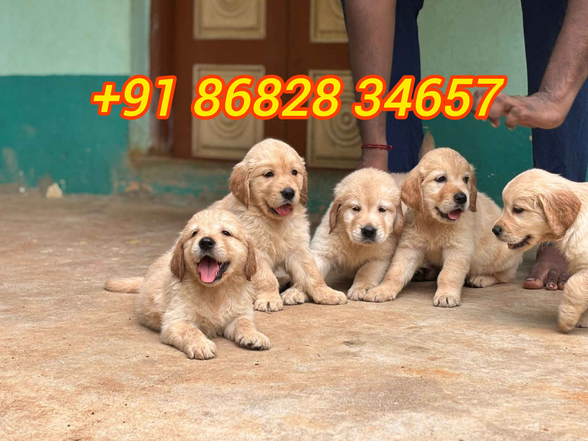 golden retriever