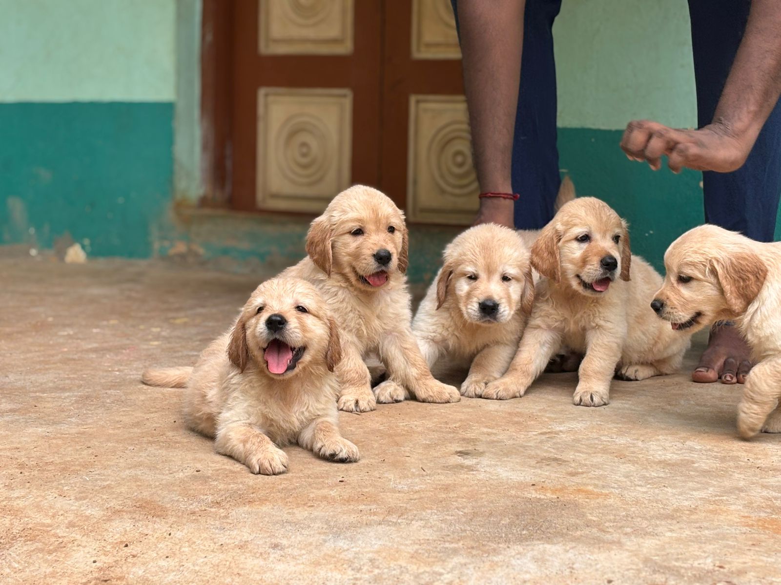 Golden Retriever