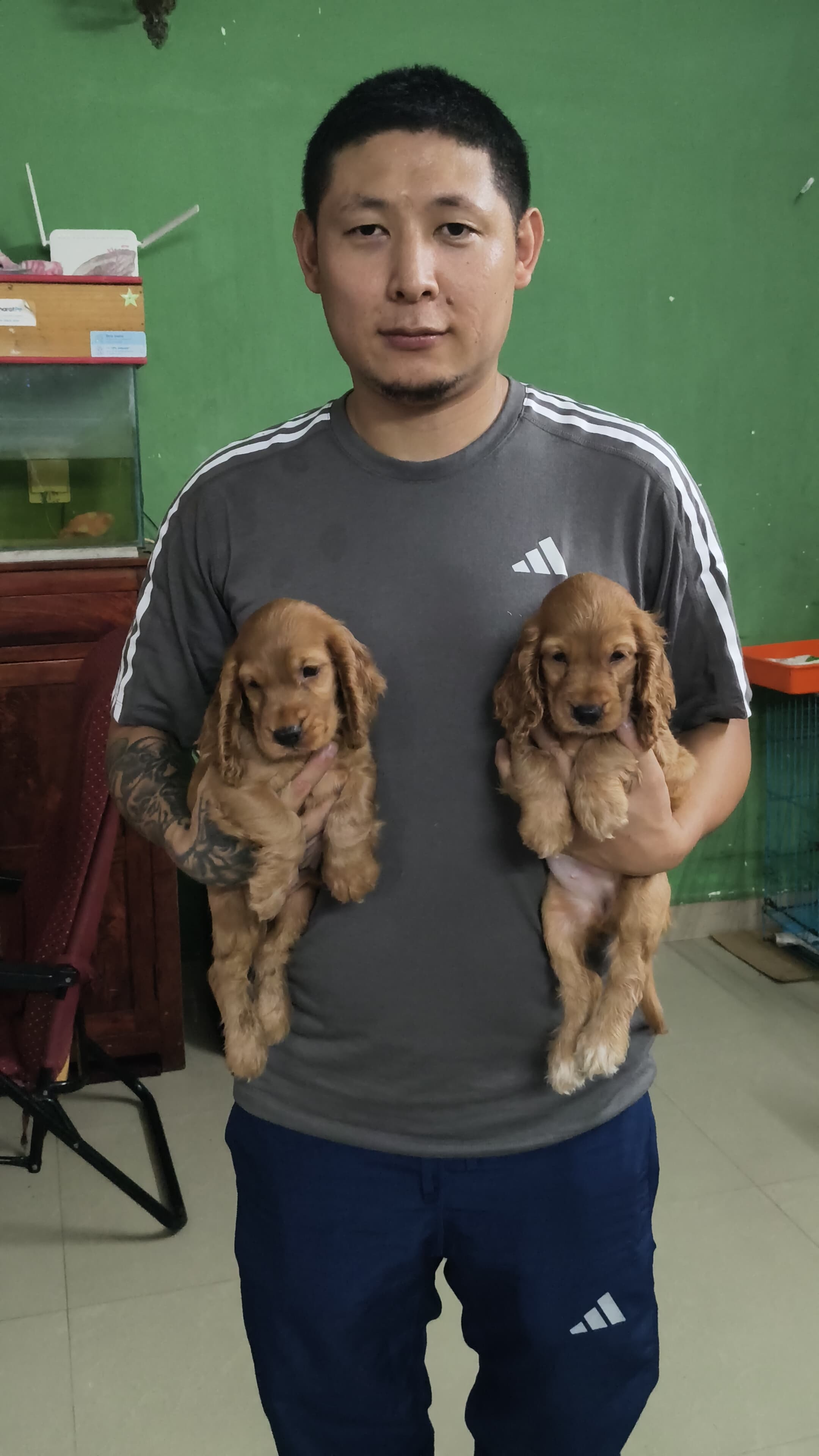 Cocker Spaniel