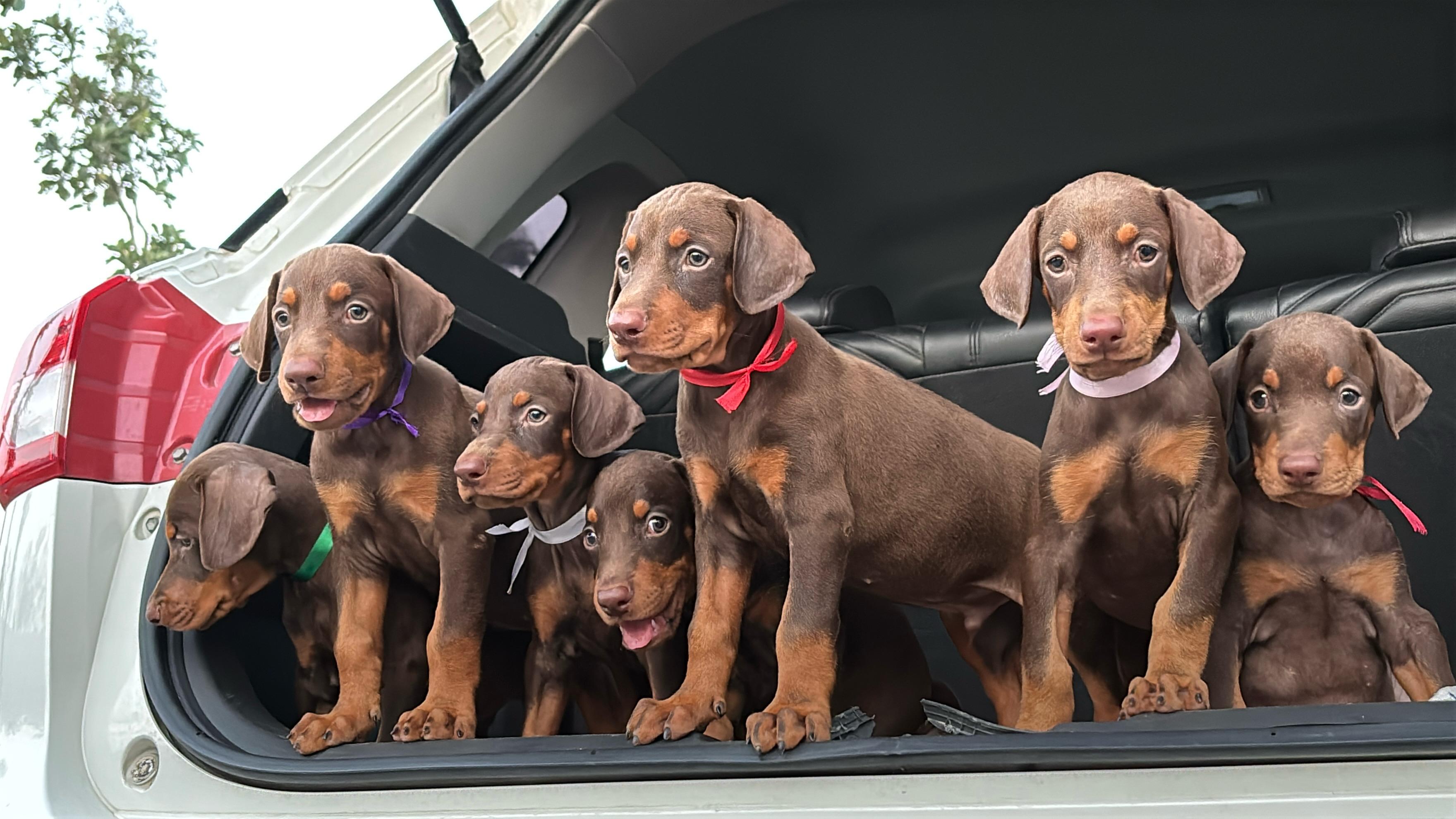 Doberman