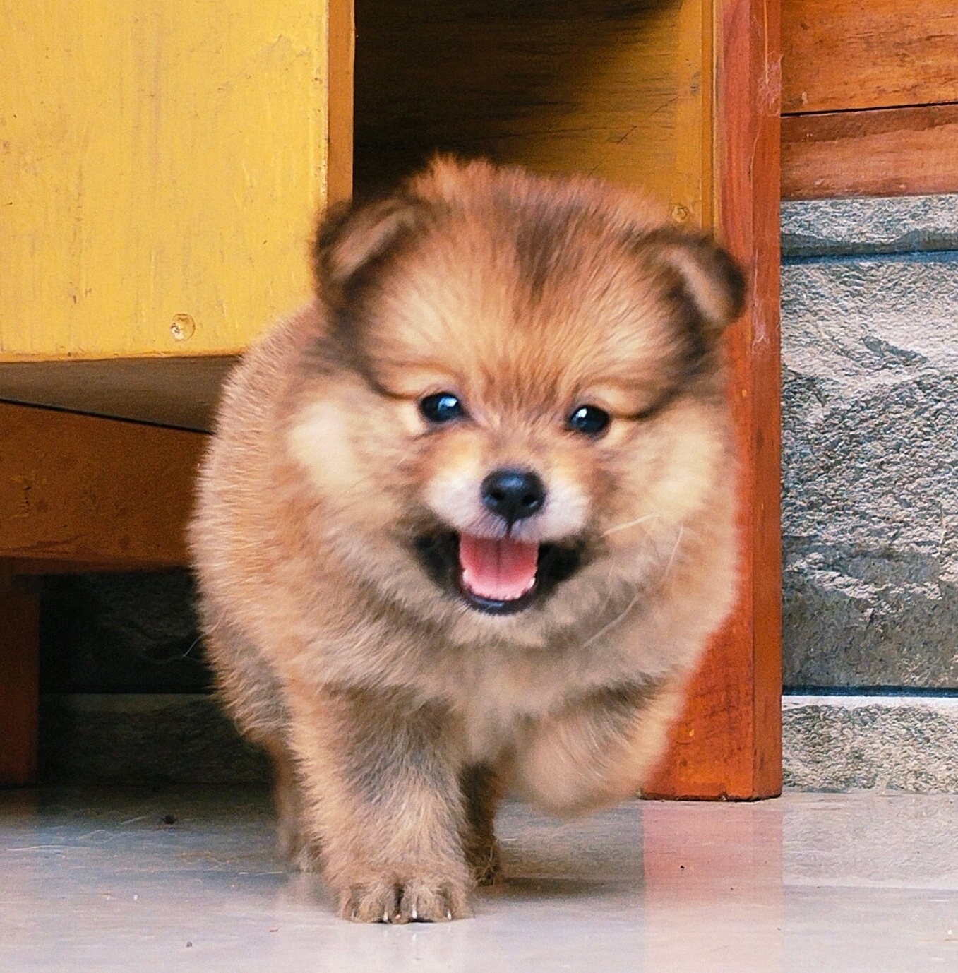 Cute toy pom puppies available 6282260887