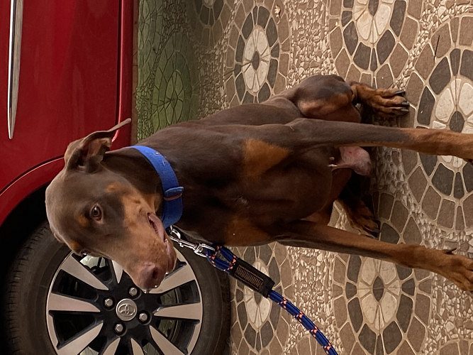 1year old KCI Certified DOBERMAN