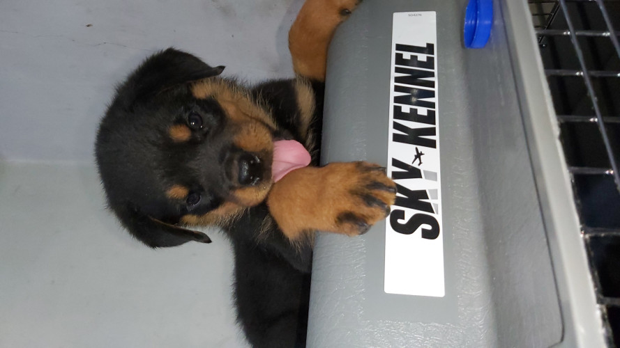 Kci certified Rottweiler pups of champion lineage
