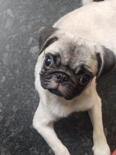 2month old puppy female