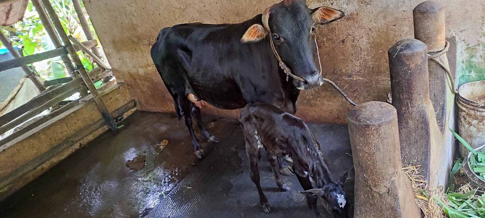 2x Kasargod Kullan Vechur Cross + 2x Calf for sale