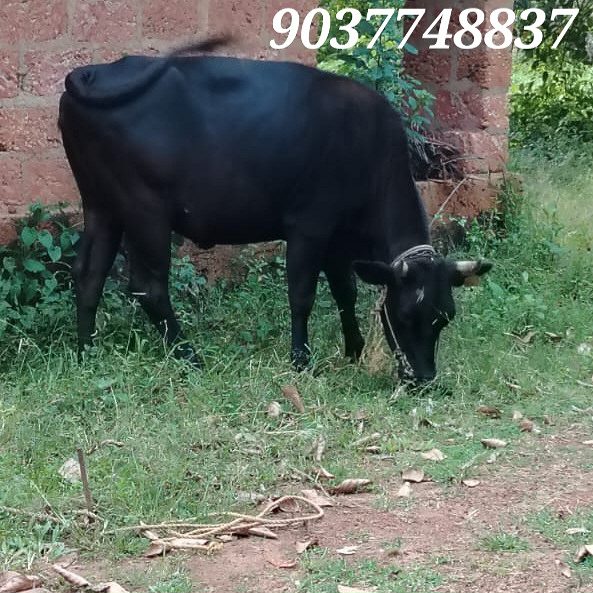 2year old cow