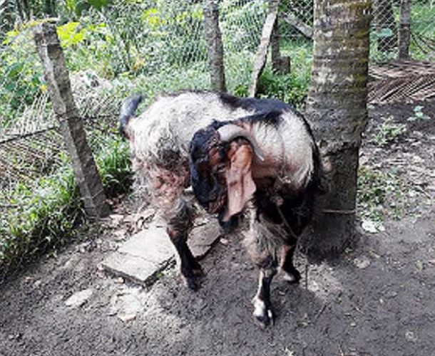 2year old healthy goat 