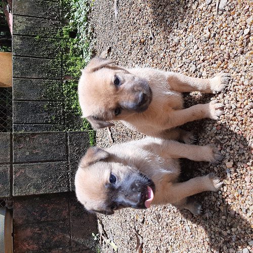 30 days old puppies for adoption