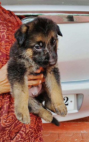 35 days old Gsd puppies for sale
