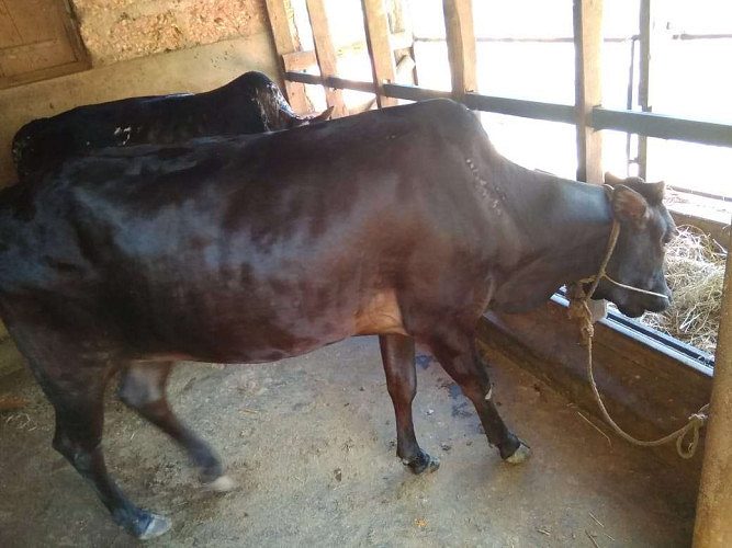 3year old kaserkoden kullan cow for sale