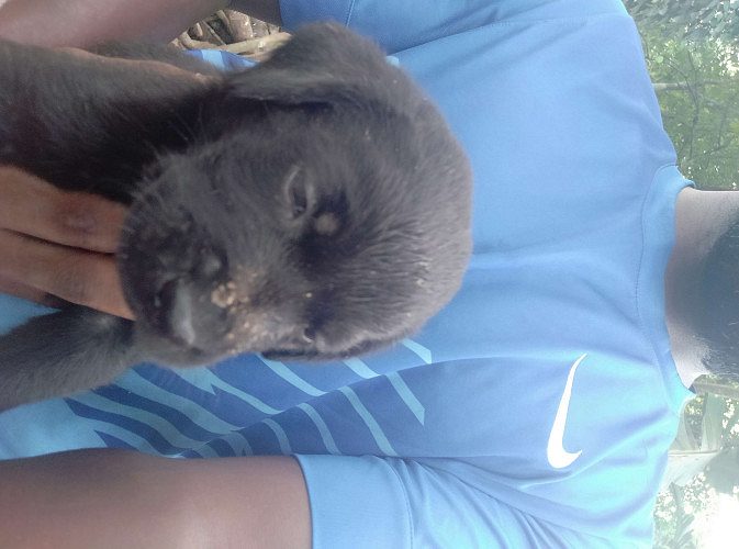 40 days old Labrador dog puppies for sale..male black color