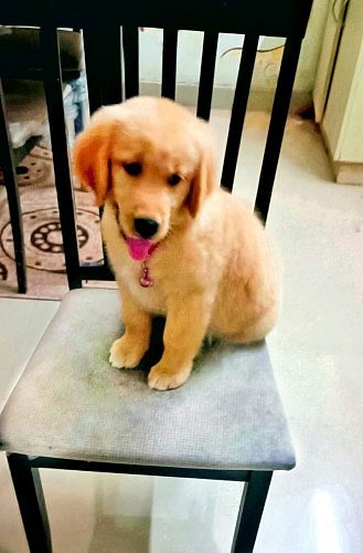 44 days golden retriever london breed