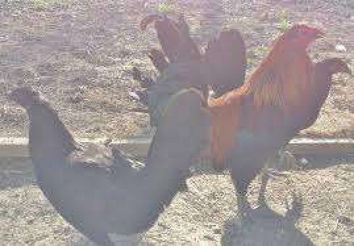 45 days old thalassery naadan chicken @Rs. 125/chick