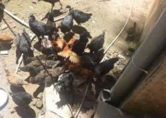 45 days old Motta Kozhi Kunjungal