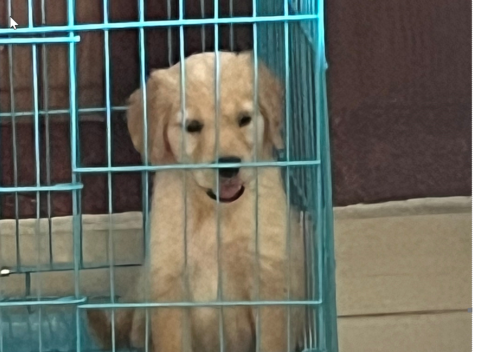 45 Days Old Golden Retriever Puppy for Sale