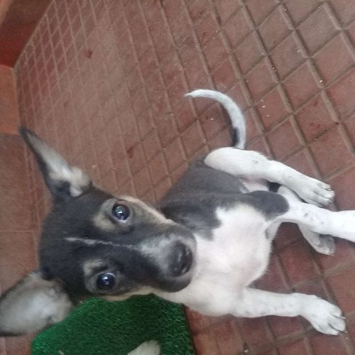 45 days old nadan puppy