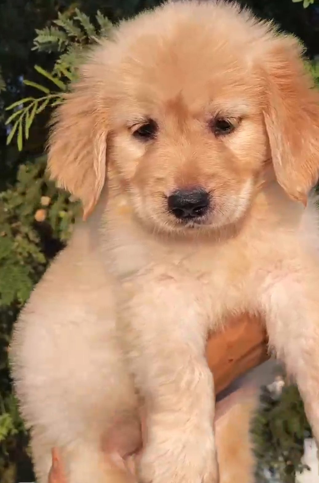 48 days Golden retriever female