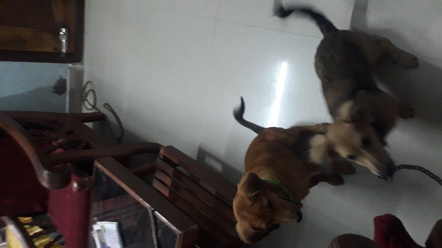 4months puppy for sale