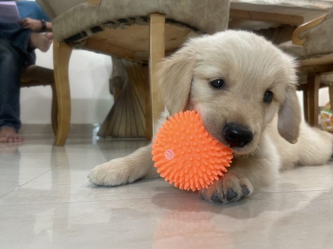 50 days old golden retriever puppy male