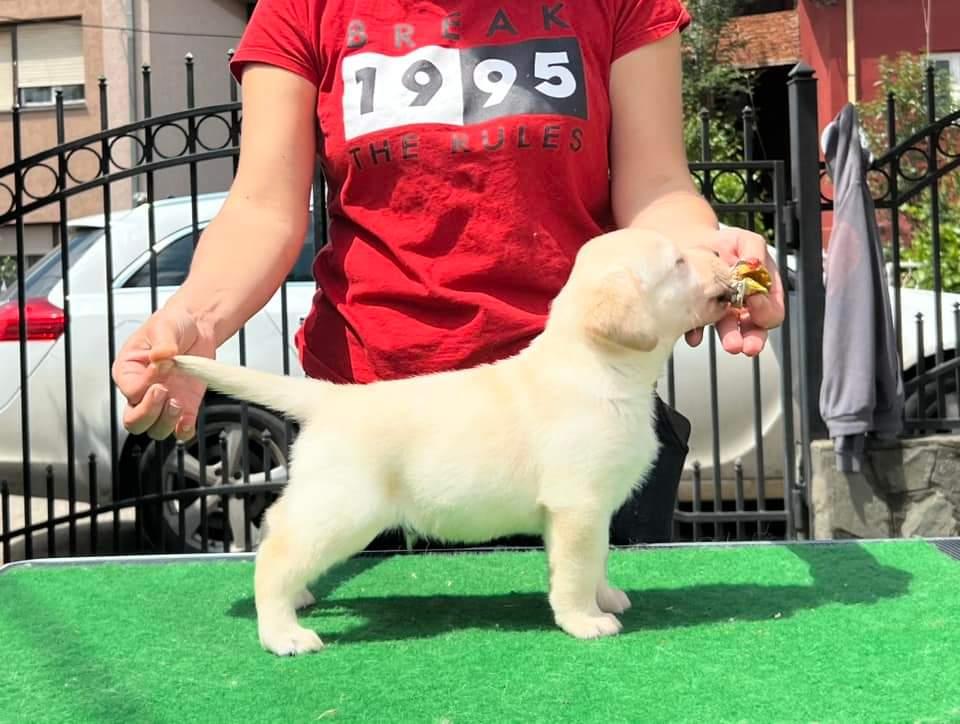 Labrador puppy