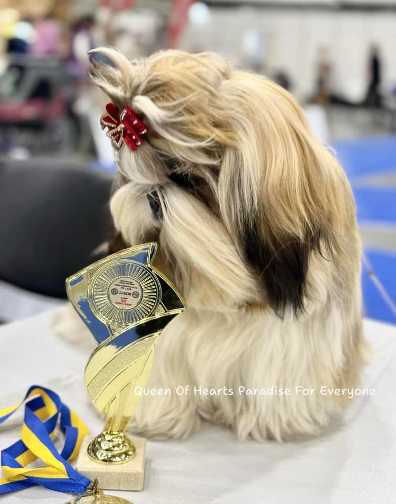 Shih Tzu puppies
