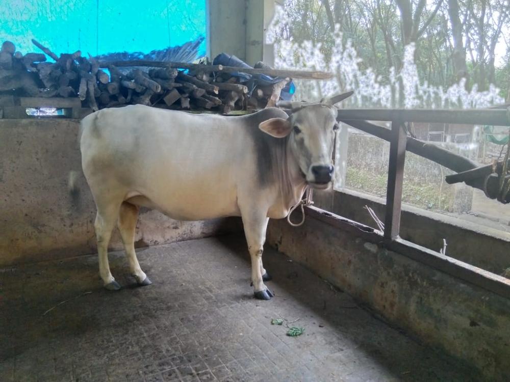 Vechoor Cow (9 Months Pregnant) with 1.5-Year-Old Calf – Healthy & Pure Breed